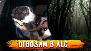 Айзу Кастрировали! Алексу Сняла Швы! Чака Сцеживаем.вилли С Джиной В Лесу На Сьемках. Лайфхак С Авто