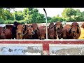 Gir cows of jogmaya gaushala ahmedabad gujarat      