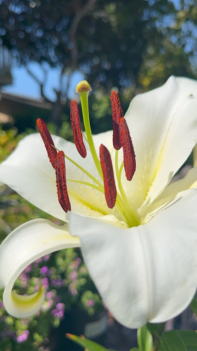 White Asiatic Lilies - Dancing Flower