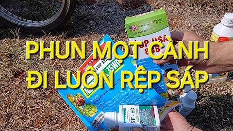 Thuốc trị mọt kèm Trị rệp sáp cà phê Rất Hiệu Quả. MV Nhân Trí