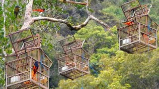 Mikat burung mantenan gacor hutan Sumatera