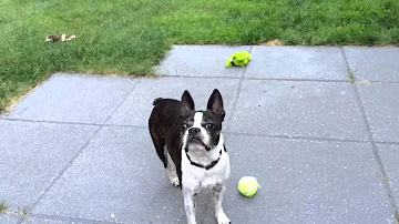 Copa the Boston Terrier playing fetch