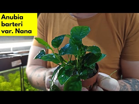 Αnubia barteri var