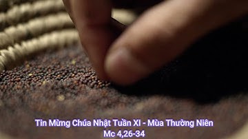 Tin Mừng Chúa Nhật Tuần XI - Mùa Thường Niên (Mc 4,26-34)