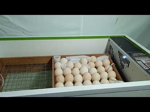 Инкубатор Норма Урал 200 - YouTube