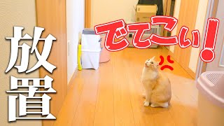 ご飯が欲しい猫たちを放置してトイレに行った結果wwww