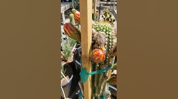 Tricholobivia Hybrid Cactus