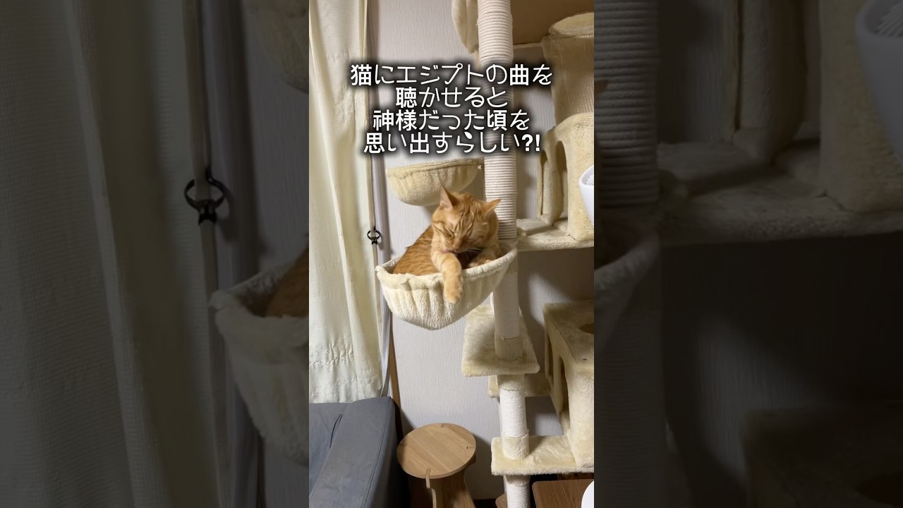 うちの子はどうだろ⁉️やってみた😅 #かわいい猫 #cat #ねこ #チャトラ #神