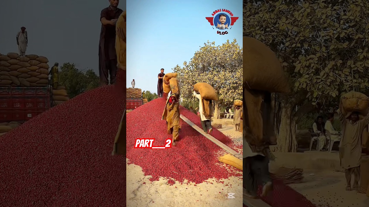 Asia’s Largest Red Chili Market 🌶️ | Part 2