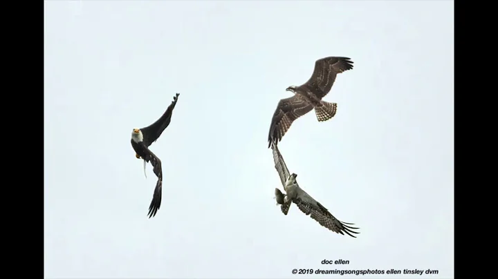 Osprey Family and a Bald Eagle
