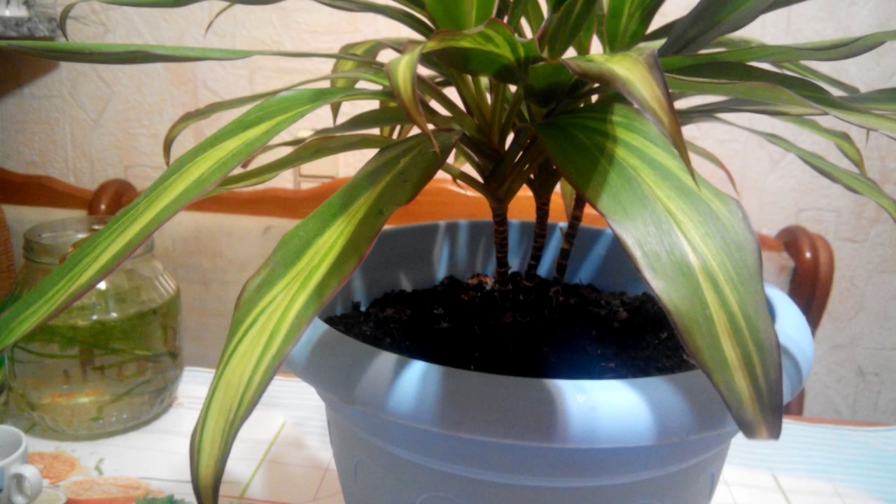 Cordyline ,,KIWI,,