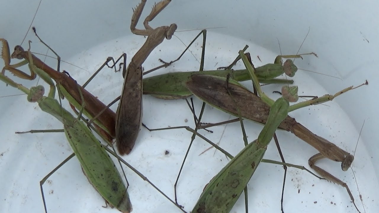 カマキリの都市伝説的存在の巨大寄生虫だと 調べてみた Youtube