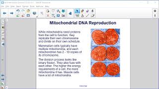 Mitochondrial Inheritance