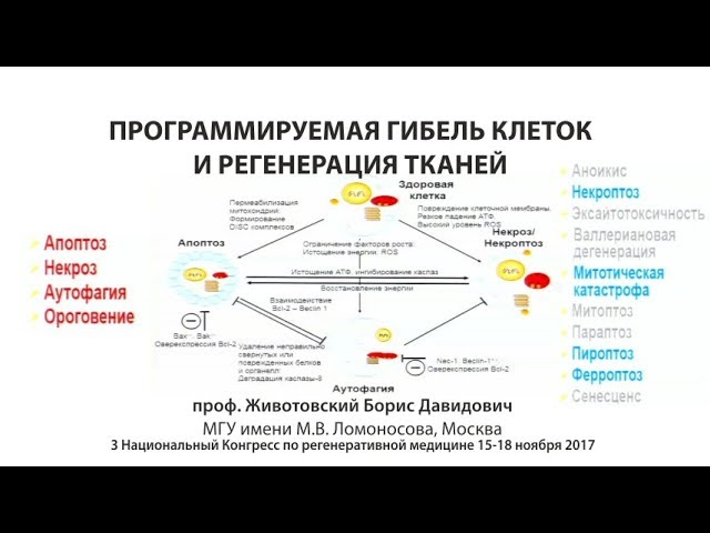 Программируемая гибель клеток и регенерация тканей