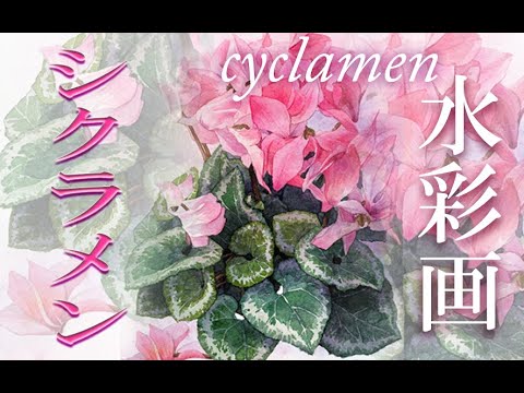 シクラメンのかほり・薄紅色・ - YouTube