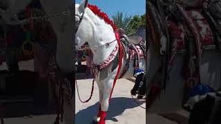 santa cruz tejalpa caballo y pony