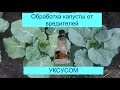 СУПЕР СРЕДСТВО ДЛЯ КАПУСТЫ ОТ ВРЕДИТЕЛЕЙ.