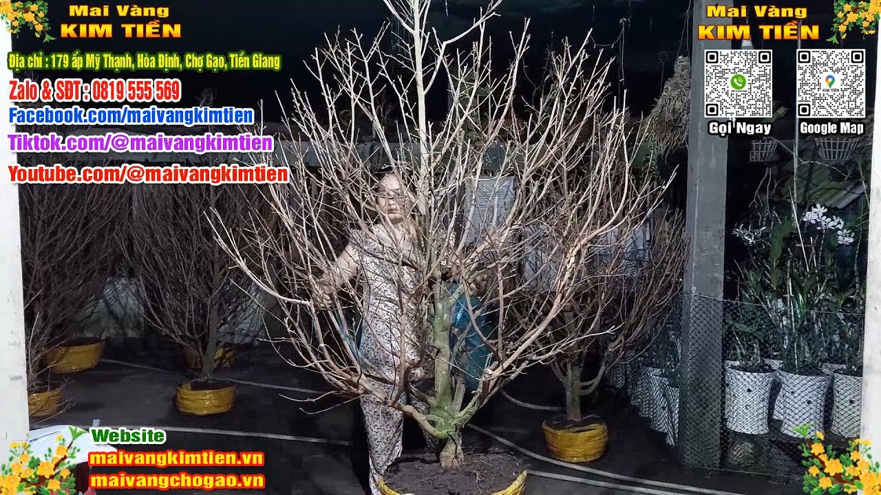 Cây Mai Giảo Thủ Đức Đẹp Tàng Tròn Mai Vàng Kim Tiền Chợ Gạo