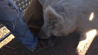Can this pig do better tricks than a dog?? | CUTE FARM ANIMALS