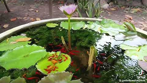 CHO CÁ KIẾM, CÁ BẢY MÀU, CÁ BÌNH TÍCH ĂN CÁM THÁI INVE 3/5