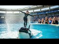 Jessica Radcliffe’s Deadly Dance with an Orca