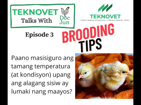 Video: Paano Magtaas Ng Hatchery Broiler Chicks
