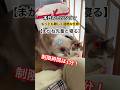 1分完結！最も難関で命がけの任務を遂行せよ！#猫のいる暮らし #猫の日常 #猫の序列　 #保護猫 #ミッションインポッシブル #ミッション攻略