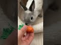 にんじんのおもちゃなんていらないと思いきや葉っぱの部分は好きなうさぎ #うさぎ #にんじん #bunny