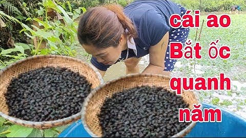 có cái ao. cả làng bắt ốc quanh năm không hết