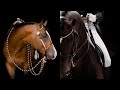 Roundtable Rival || Western V.S Dressage ||