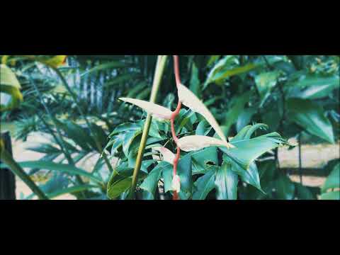 Taman Botani Kepong in 4K - FRIM Kepong