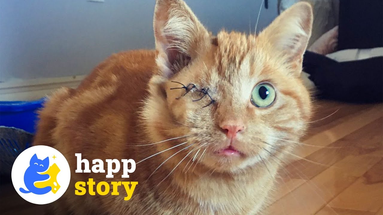Having One Eye Doesn't Stop This Cat From Happiness