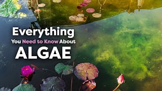 A Complete Guide to Algae & Blanket Weed in Ponds (Causes, Removal & Prevention)