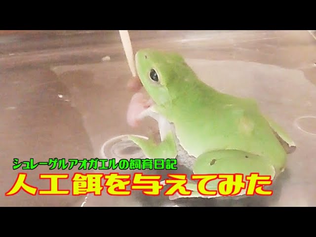 カエルに人工餌を与える ツリアメ シュレーゲルアオガエル アマガエル モリアオガエル Youtube