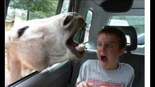 ⁣Smeh do Suza | Životinje čine šale s djecom | Nevjerojatne reakcije | Pokusajte se ne smijati