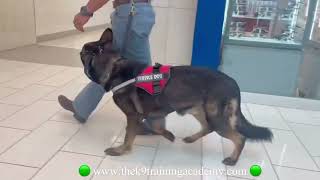 Level 3 Executive Family Protection Dog Porshe in Protection Dogs For Sale by The K9 Training Academy 1,568 views 1 year ago 6 minutes, 42 seconds