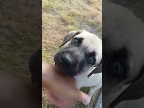 filhote de cachorro #shorts