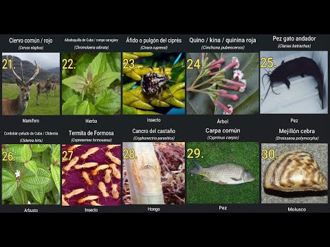 Video: Razas de peces Cig: una lista con nombres y fotos