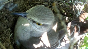 MOCKINGBIRD NEST 05-18-2012
