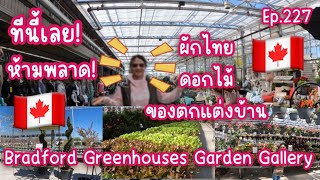 [ep.227]แดดออก🇨🇦หาเลาะเบิ่งพืชผักสวนครัว​​⁠@BradfordGreenhousesGardenGallery ป้าด!ผักไทย มีขายเด้อ!