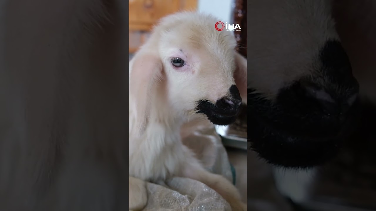 Annesinin Reddettiği Engelli Kuzuya Evde Bebek Gibi Bakılıyor