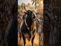 Bull roars at festive celebration
