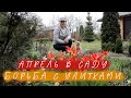 Апрель в саду I Борьба с улитками I Сад Людмилы Кудасовой