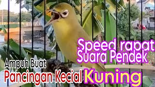 Kecial Kuning Gacor Ngejoss‼️Speed Pendek Gesit Ampuh Buat Pancingan Kecial Kuning