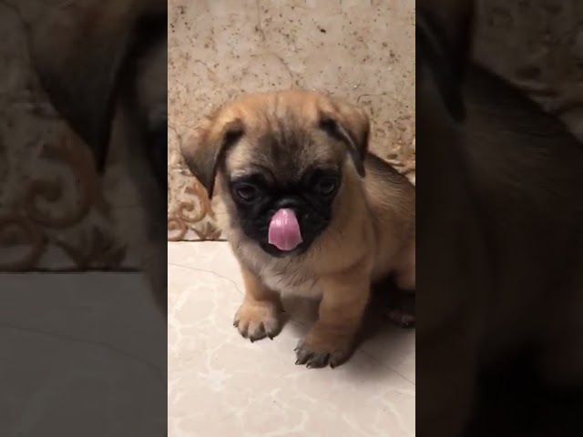 The Enchanting Shih Tzu Pug Mix: A Journey of Love, Loyalty, and Laughter 3 sddefault