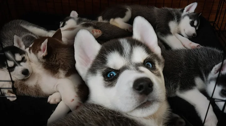 Husky Puppies | 3 - 8 Weeks Old
