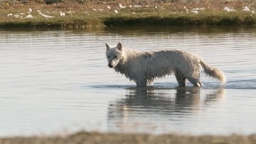 The Lost Wolf | White Falcon, White Wolf (Part 5) | BBC Earth
