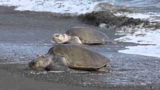 TURTLES in Costa Rica