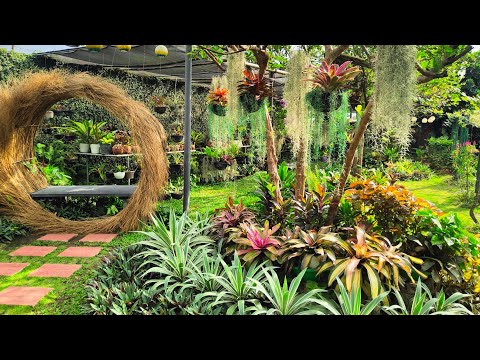 Video: Ang Aking Bromeliad ay Hindi Namumulaklak - Pinipilit na Mamulaklak ang Isang Bromeliad