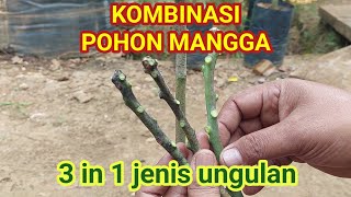 MANGGA 3 IN 1 PROSES GRAFTING